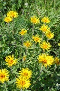 inula graveolens